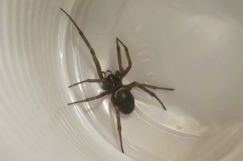 Richiesta di identificazione.